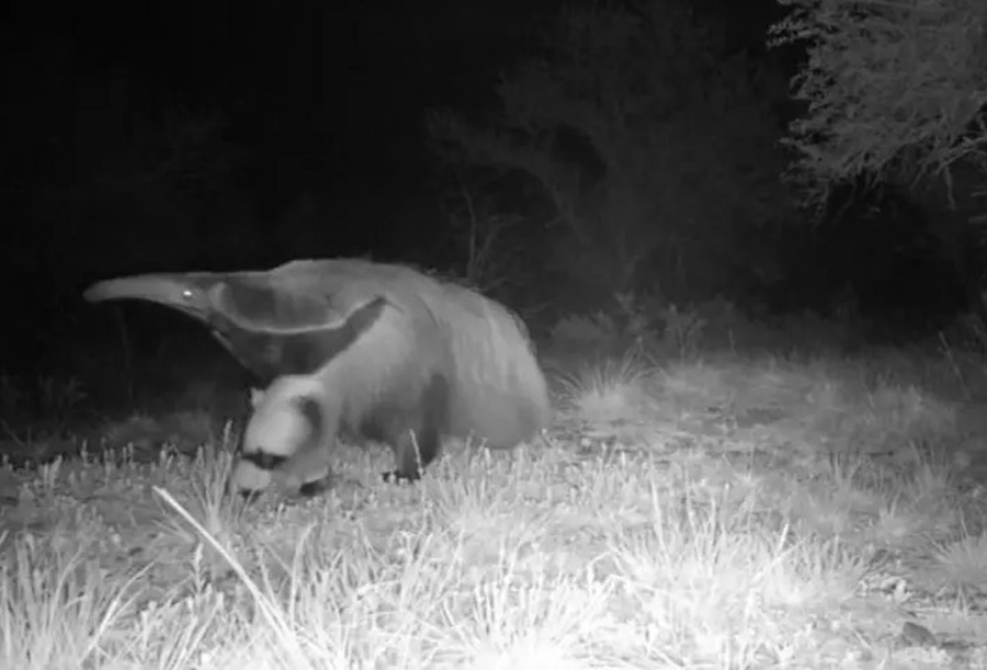 RARIDADE: Espécie de tamanduá considerada extinta há 130 anos no RS, é avistada em parque