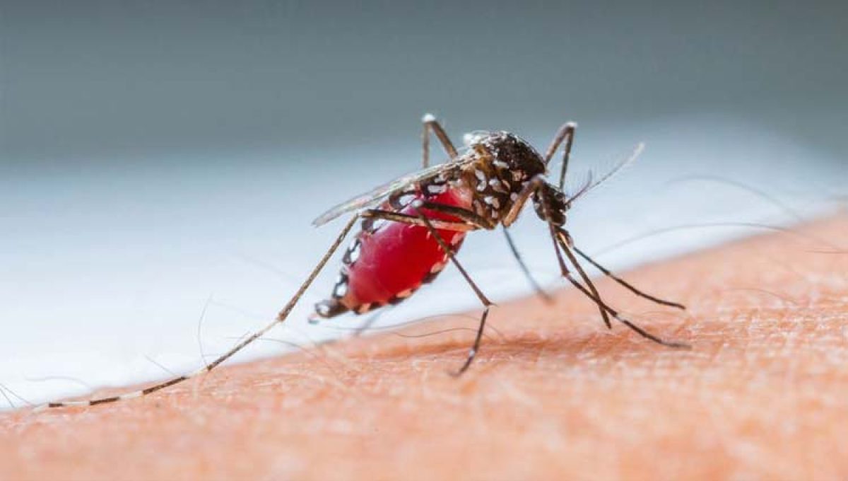 MOSQUITO: Ressurgimento do tipo 3 da dengue no Brasil é alerta para população