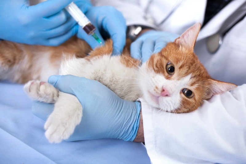 BICHOS: Associação Voluntário Animal oferece exames gratuitos para pets