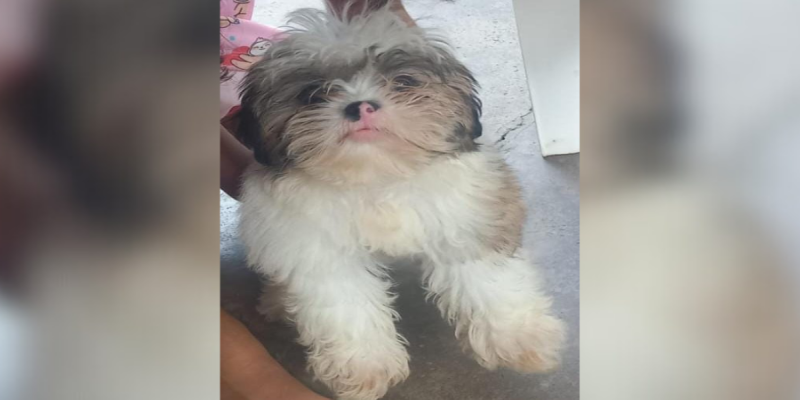 PROCURA-SE: Cachorro shih-tzu desaparecido na zona Leste de Porto Velho