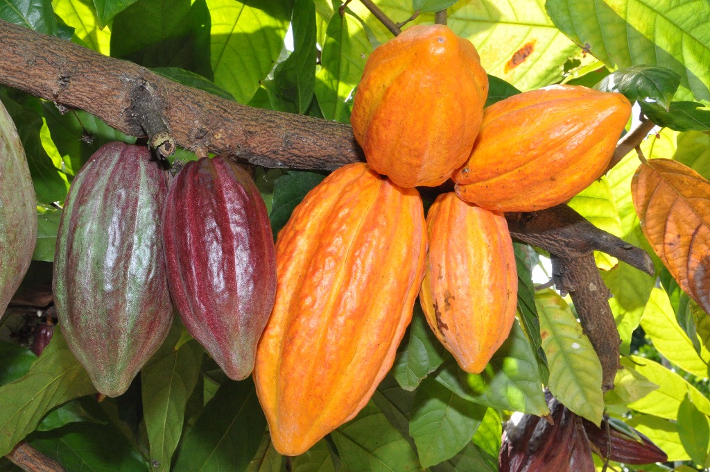 CACAU: Sebrae e CocoaAction debatem a produção de Cacau em Rondônia