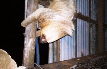 MEIO AMBIENTE – Bicho-Preguiça é encontrado em residência e assusta moradores na capital – Fotos