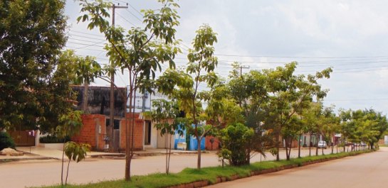 Arborização do centro comercial da Carlos Gomes se inicia na próxima semana 