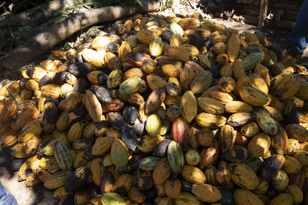 CACAUICULTURA: No Dia Mundial do Chocolate, conheça o potencial do cacau em Rondônia