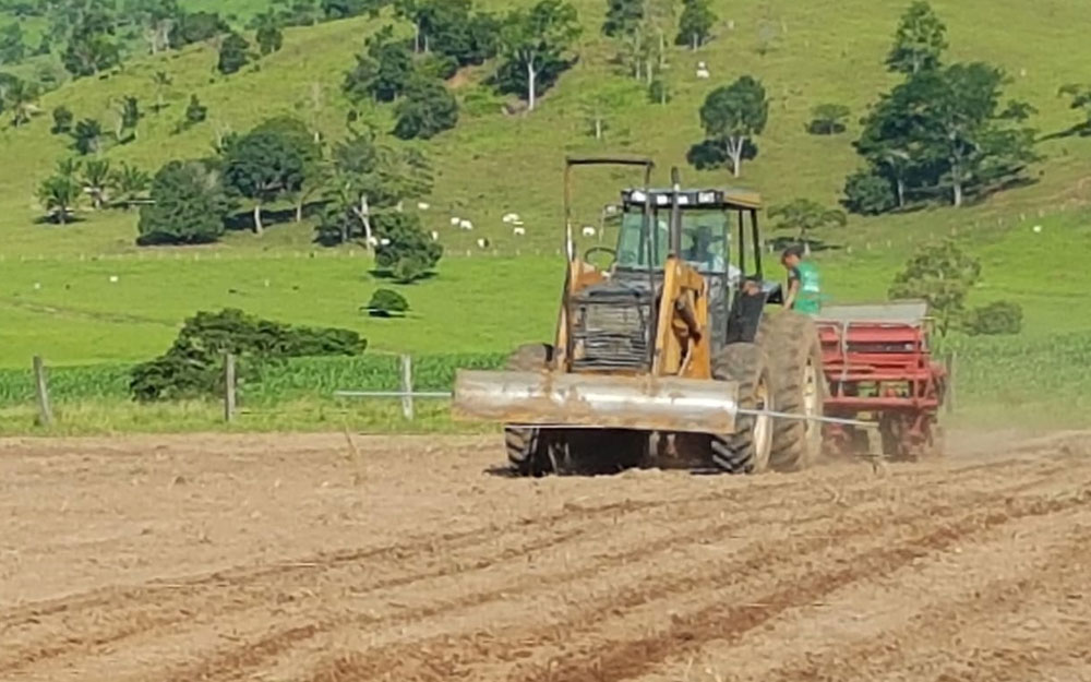 BOVINOCULTURA: Sorgo forrageiro é solução para alimentação do rebanho em Novo Riachuelo