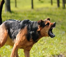  Cachorros acuam ladrão no quintal e PM prende