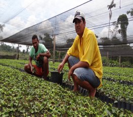 Viveiro de café clonal será fornecido aos produtores de Porto Velho