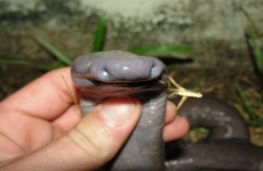 Anfíbio com formato de cobra é encontrado no rio Madeira - Fotos