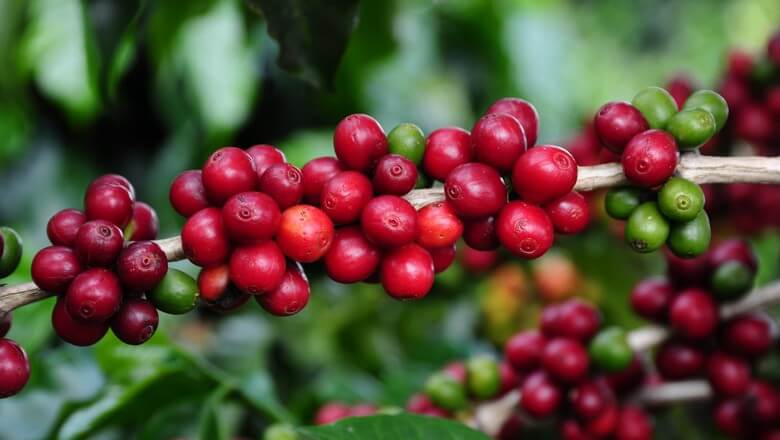 PRODUÇÃO: Faturamento da lavoura cafeeira atinge R$ 806,75 milhões em RO