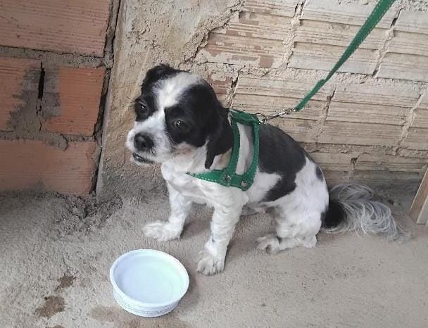 É SUA?: Moradora resgata cachorra perdida em Porto Velho