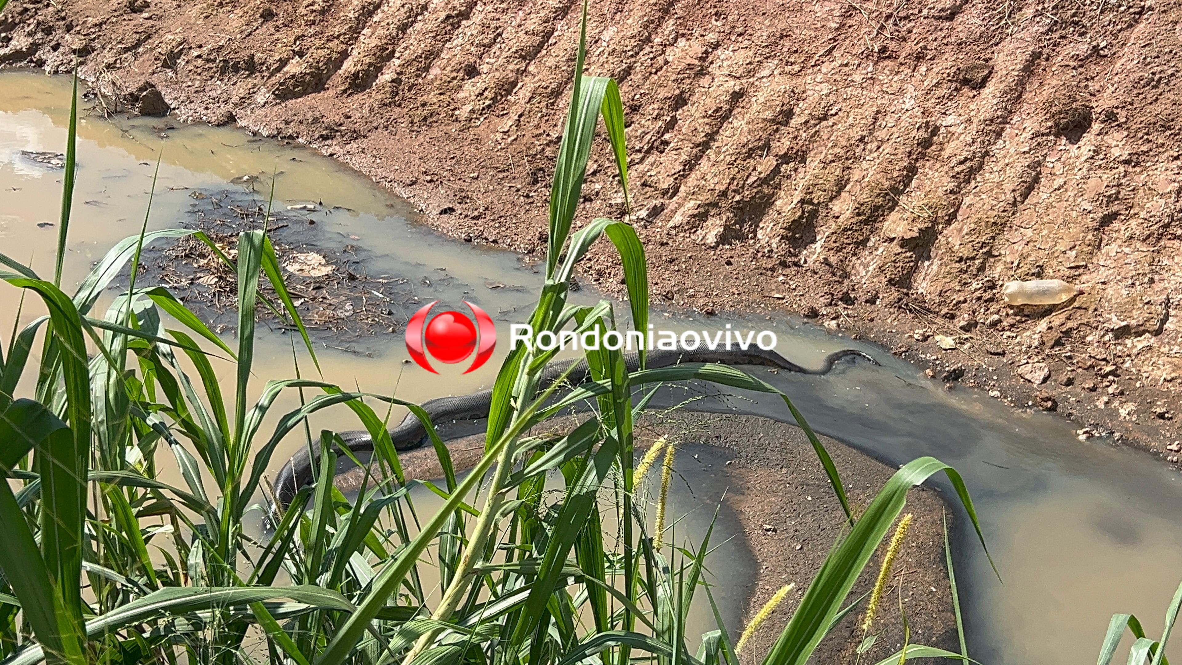 AO VIVO: Cobra sucuri 'gigante' é encontrada em córrego na capital 