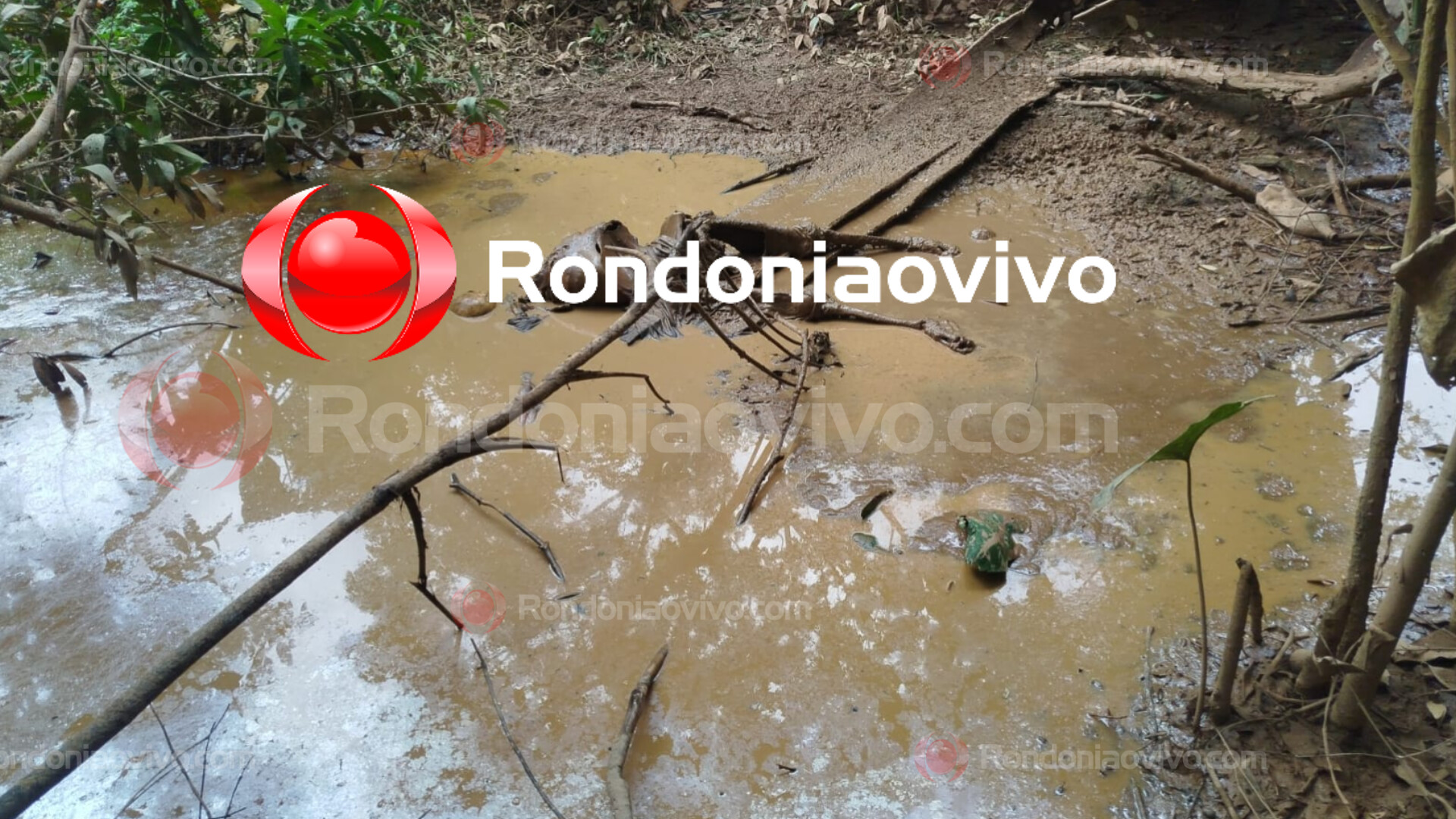 VÍDEO: Restos mortais são encontrados em região de matagal