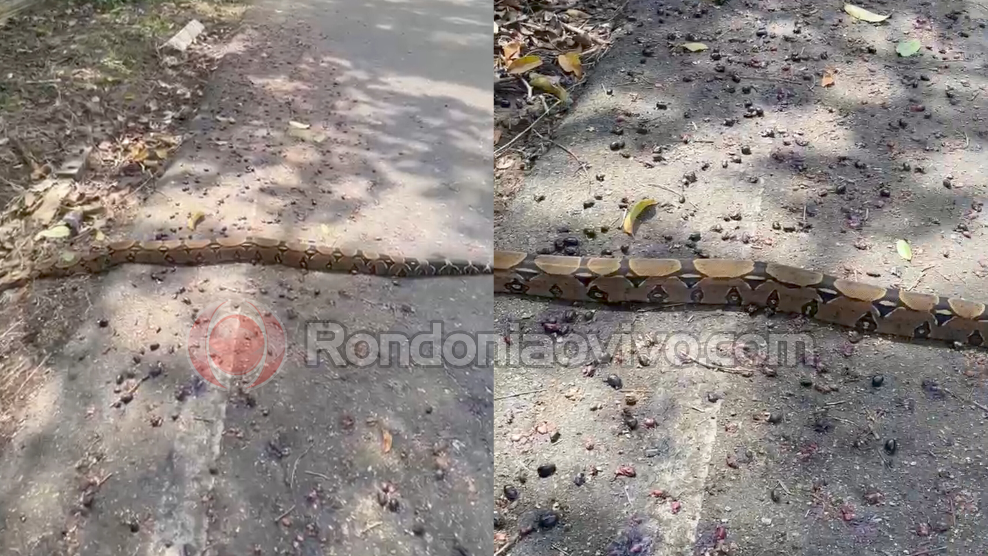 VÍDEO: Jibóia é flagrada atravessando avenida na região do Parque Circuito 
