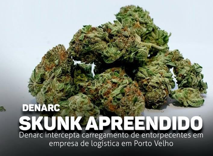 INDO AO AMAZONAS: Denarc apreende carregamento de skunk em transportadora na capital 