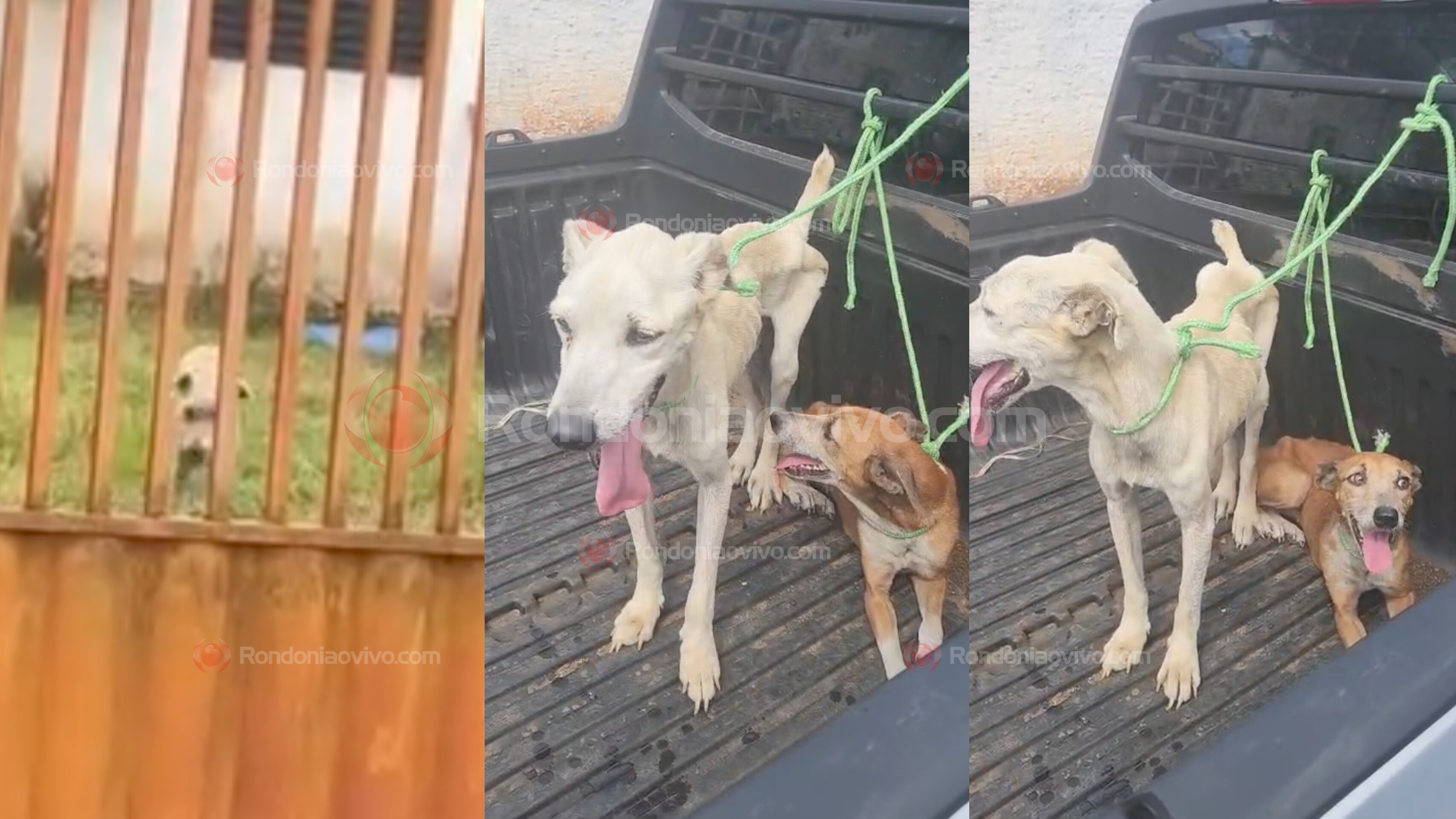 TUTOR PRESO: PM e SEMA resgatam cachorros e gato em situação de maus-tratos e abandono 