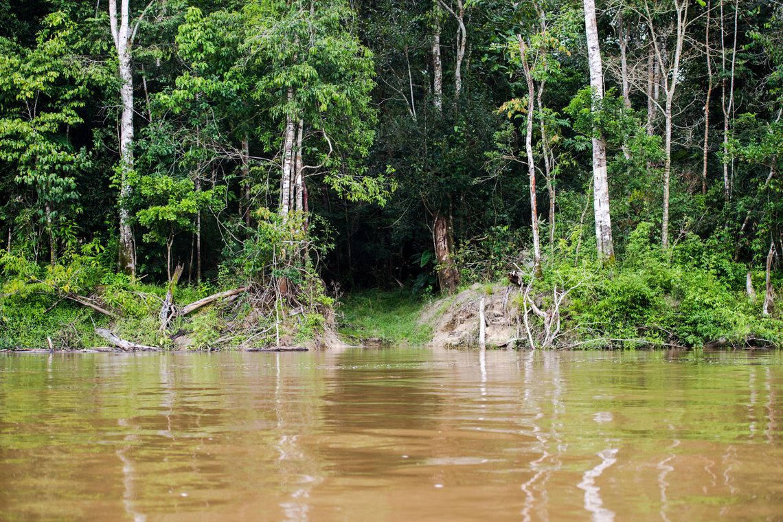 MEIO AMBIENTE: Capes deve liberar R$ 7 milhões para pesquisas na Amazônia Legal