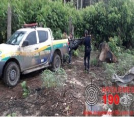 Trabalhador morre esmagado por árvore 