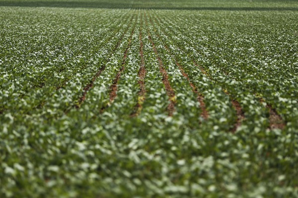 OCDE E FAO: Produção agrícola mundial deve crescer 20% nos próximos dez anos