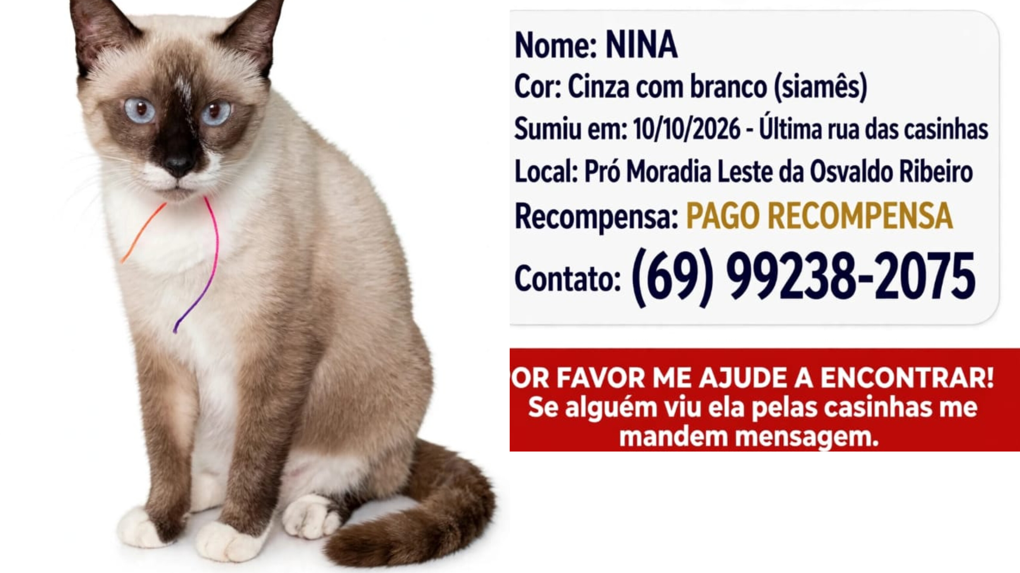 GATA 'NINA': Família pede ajuda para encontrar gatinha desaparecida no bairro Socialista