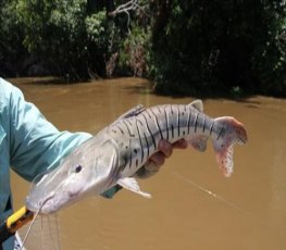 Legislação e procedimentos para fiscalização da pesca serão discutidos