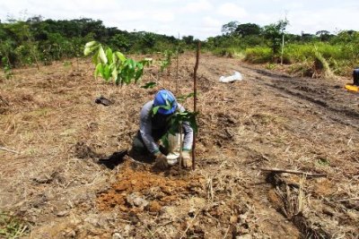 Santo Antônio Energia revegeta 500 hectares com o plantio de 150 mil mudas de árvores