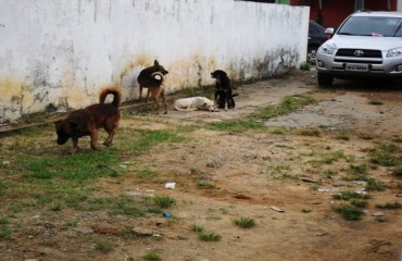 CARROCINHA - Centro de zoonoses intensificará captura de animais nas ruas