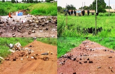 Carcaças e ossadas de animais tomam conta de populoso bairro da capital – Confira fotos