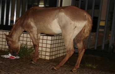 ZOOFILIA - Sitiante é detido por estar acariciando égua para uma possível “transa”