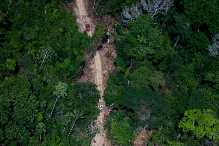 Por ipê, madeireiros abrem mais de 200 km de estradas na Amazônia