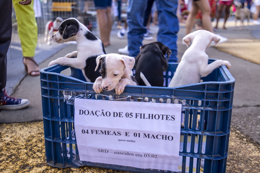 BEM-ESTAR ANIMAL: 10ª Edição da Feira de Adoção de Cães e Gatos acontece neste sábado (30)