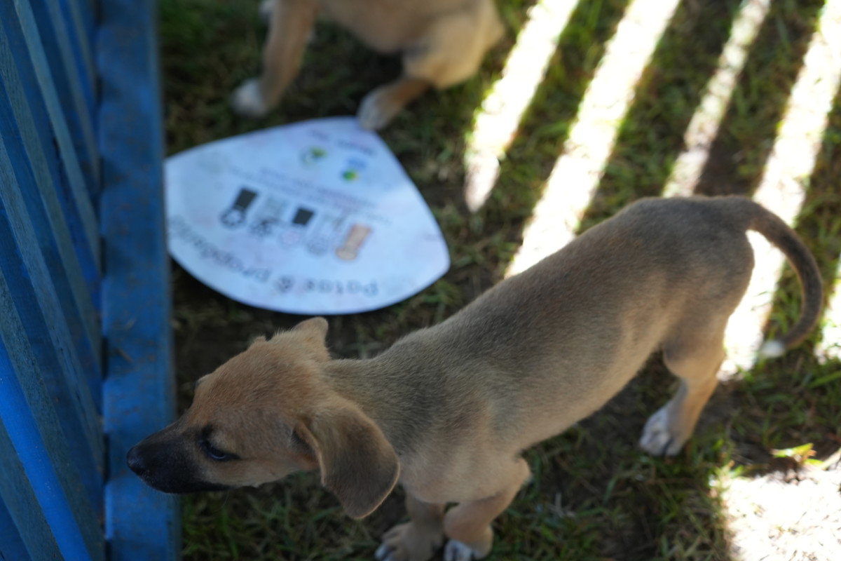 RESGATE DE ANIMAIS: Prefeitura abrirá o chamamento para cadastro de protetoras de animais