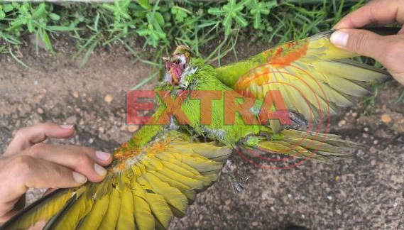 FORTE DESCARGA: Maritaca morre eletrocutada após pousar em rede de alta tensão