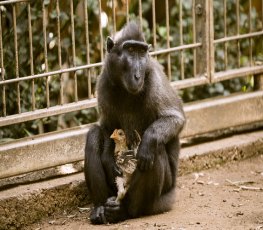 Em zoológico, macaca adota e cria frango como se fosse seu filho