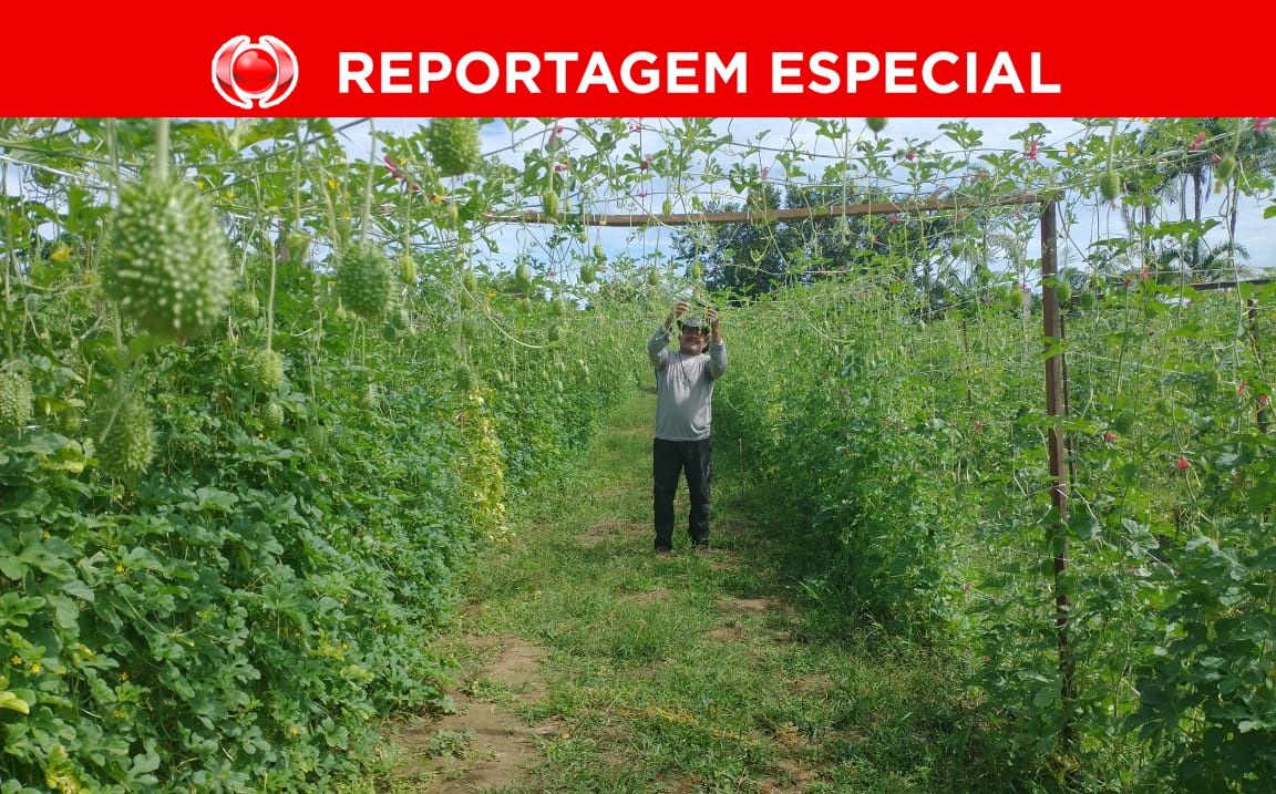 HUMANITÁRIO: Pequenos agricultores usam a roça para socorrer dependentes químicos