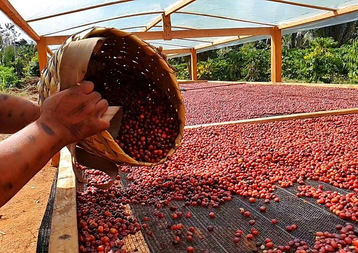 AMAZÔNIA: Adoção de tecnologias transformam indígenas em produtores de cafés especiais