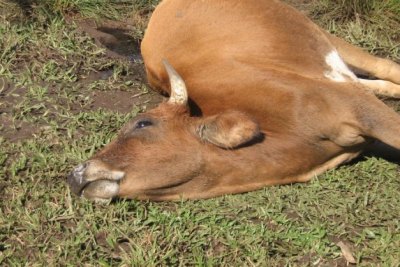 Produtor rural notifica caso de raiva bovina à Idaron