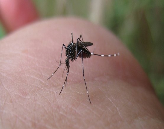 Chikungunya será problema ainda maior em 2017, diz médico