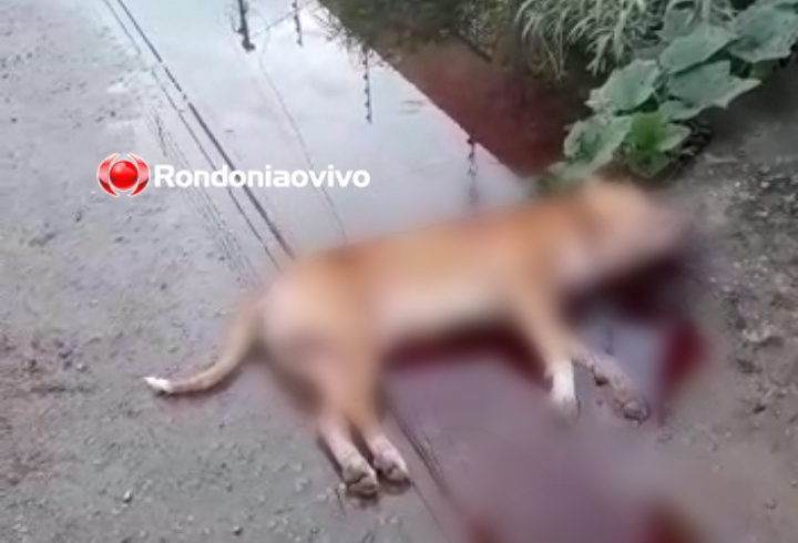 ABATIDO: Pit Bull é morto com quatro tiros por PM de folga em Porto Velho