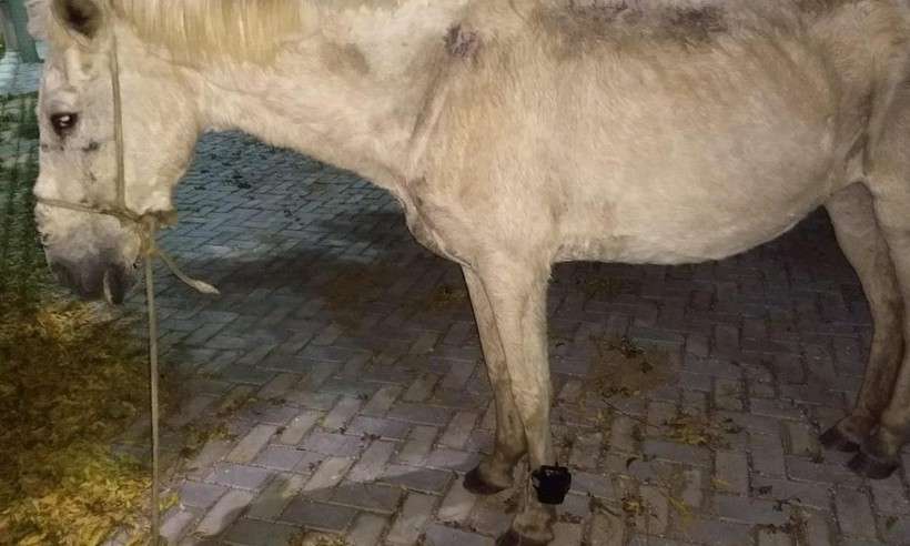 Cavalo é encontrado com tornozeleira eletrônica no meio da rua