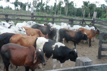 PM apreende cerca de 50 vacas furtadas de fazenda 