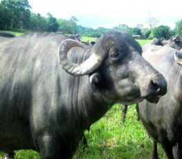 Leilão da Embrapa RO vai colocar quase 100 animais à venda 