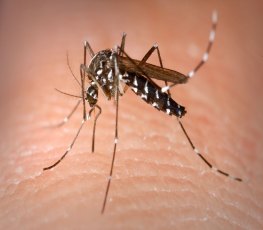 Agente de saúde alerta para o aparecimento de um novo mosquito da dengue