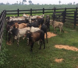 Polícia recupera gado que havia sido furtado em propriedade de Ji-Paraná