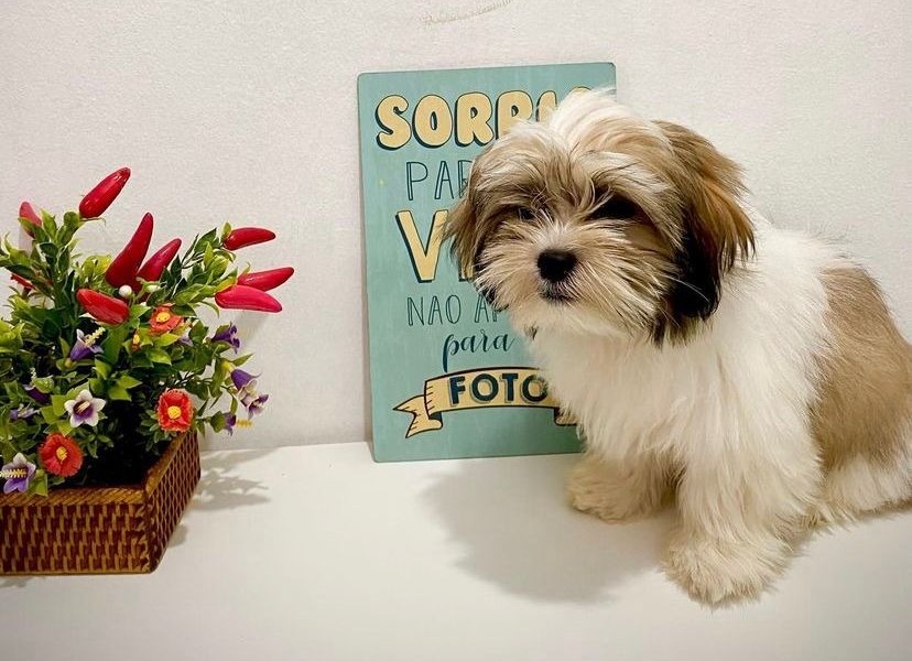 PROCURA-SE: Tutora desesperada com desaparecimento de shih-tzu