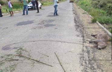 OURO PRETO – Motoqueiro morre após colidir com capivara 