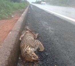 Homem encontra filhote de onça pintada morto por atropelamento na BR-364