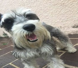 PROCURA-SE DONO – Schnauzer é encontrado em rua da capital