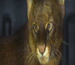 Puma se esconde em sala de porto de e é resgatado