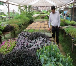 Produção de flores começa a abastecer o Acre e a Seasa Paulistana