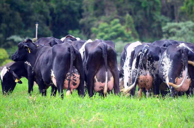 CONE SUL: Em Cerejeiras, governo realiza Dia de Campo sobre Gado Leiteiro